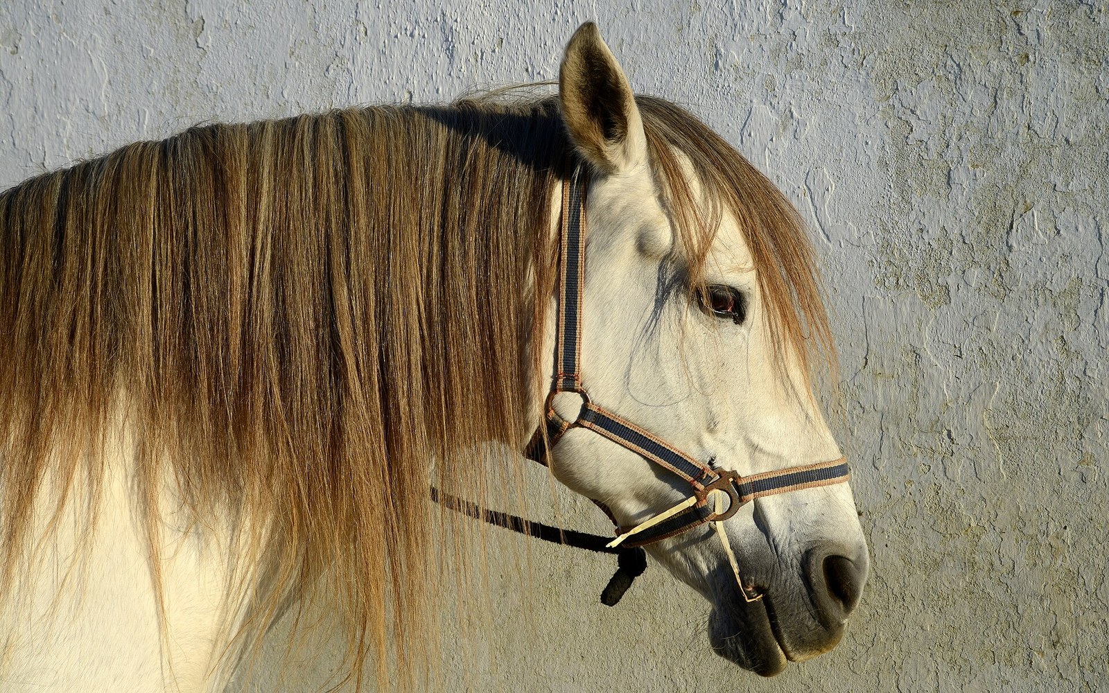 A white horse's head in profile wearing a brown leather halter against a textured wall
