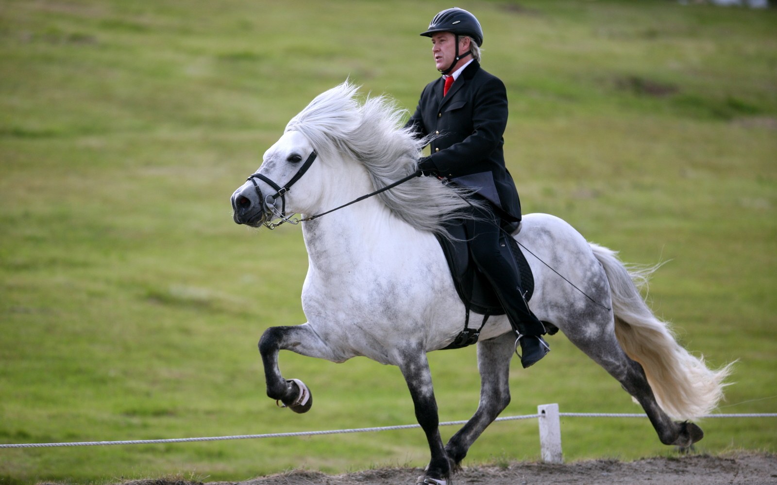 A rider in formal attire performs an ambling gait on a grey Icelandic horse