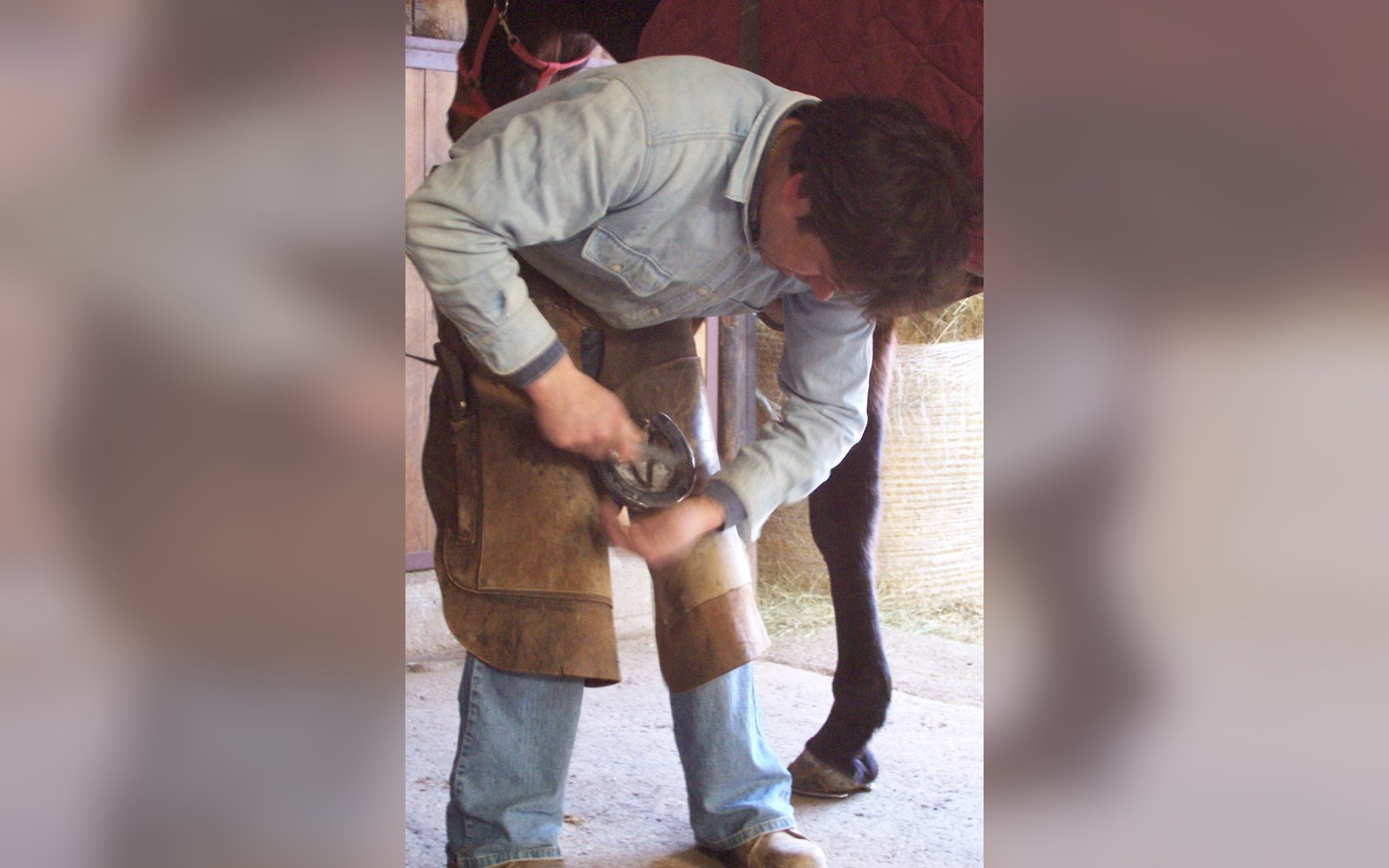 A farrier wearing leather chaps trims a horse's hoof in a stable