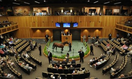 How Horse Auction Works: An Insight