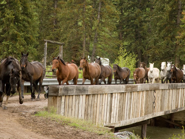 Horse Ranches for Sale in The US