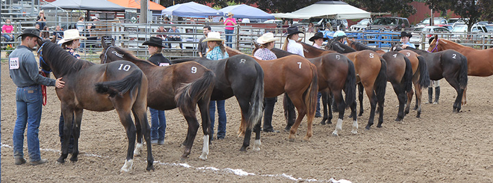 Horses with their owners at an auction