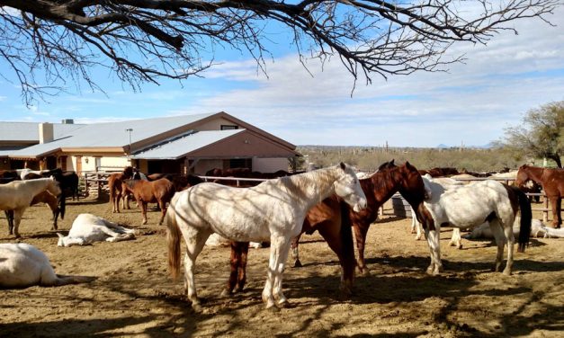 Horse Ranch In Arizona Is A Family Tradition